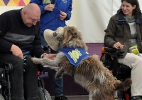 Foto Hunde für Handicaps auf der Bühne